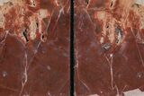 Tall, Arizona Petrified Wood Bookends - Red and Purple #210822-2